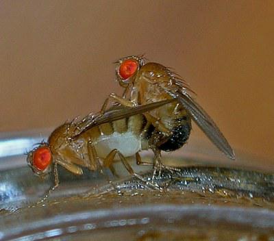 Drosophila