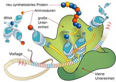 tRNA_Bewegung1