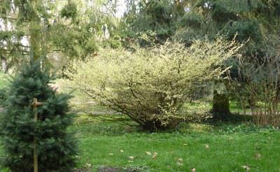 Alter Botanischer Garten Bäume