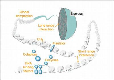 chromatin