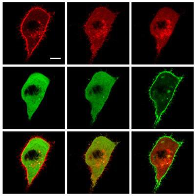 Integrin