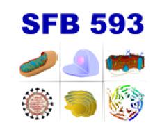 SFB