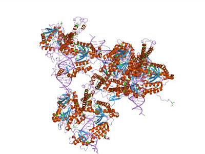 Polymerase