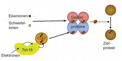 FeS_Biosynthese