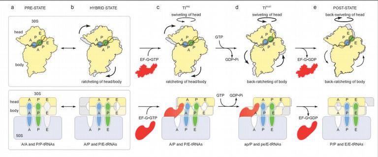 tRNA_Bewegung3