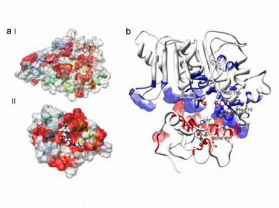 Surfactinthioesterase