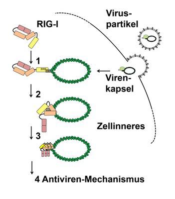 RIGI_Schema