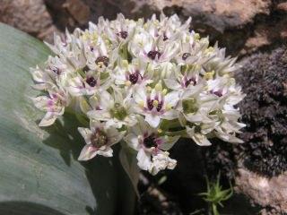 allium keusgenii