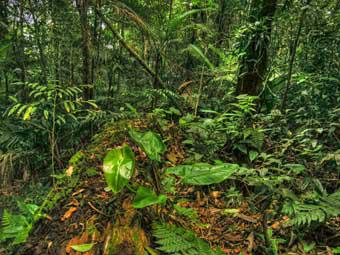 Regenwald Regenwald