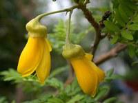 Sophora1 Sophora1