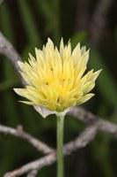 Wildwachsende Zwiebelart „Allium darwasicum“