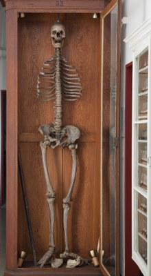 Der „Lange Anton“ im Museum anatomicum