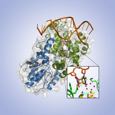 Photolyase1