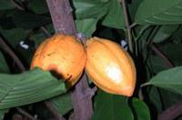 Kakaofrucht im Botanischen Garten