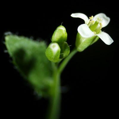 Arabidopsis