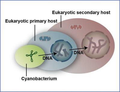 sekundaere_Endosymbiose