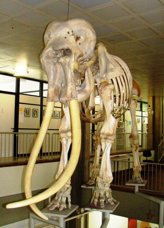Skelett im Foyer aufgebaut