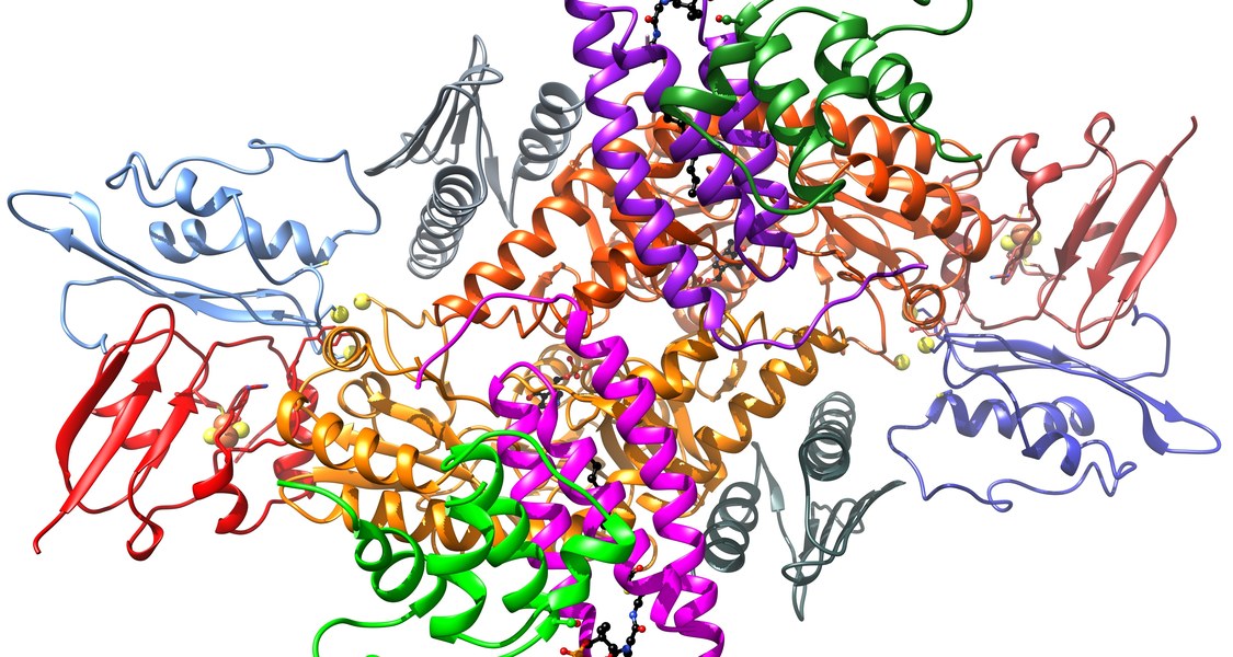 3D-Modell des Proteinkomplexes, der an der Synthese von Eisen-Schwefel-Clustern beteiligt ist.