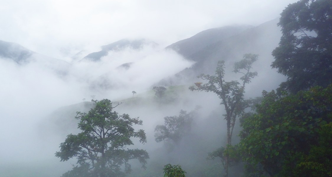 Foto des Bergregenwaldes im Tal des Rio San Francisco