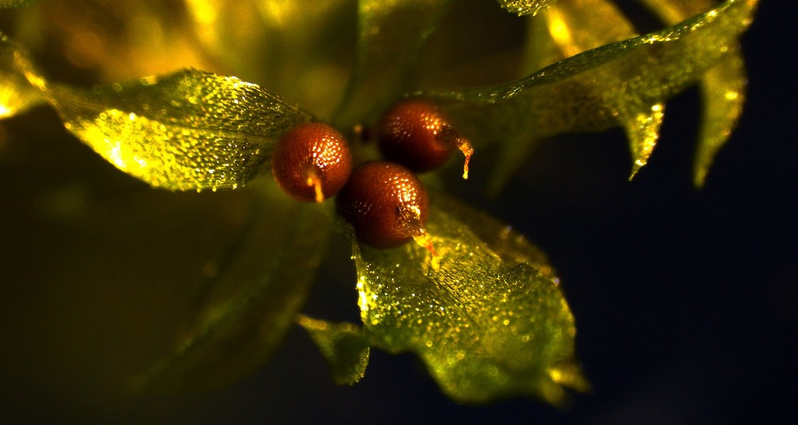 Physcomitrella