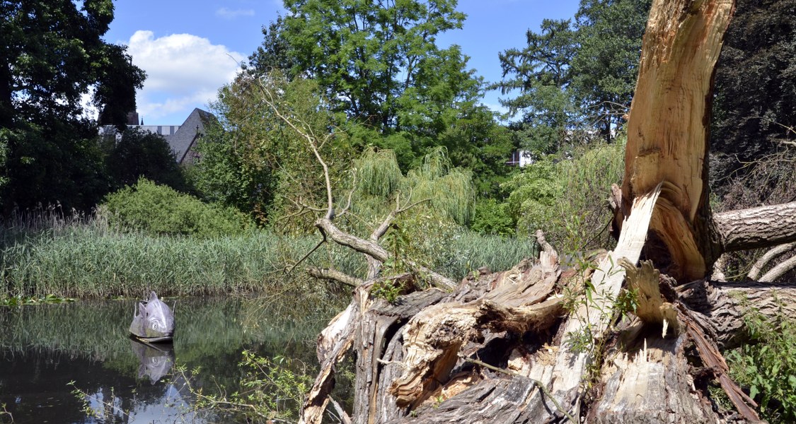 Baumwurzel und Teich im Alten Botanischen Garten