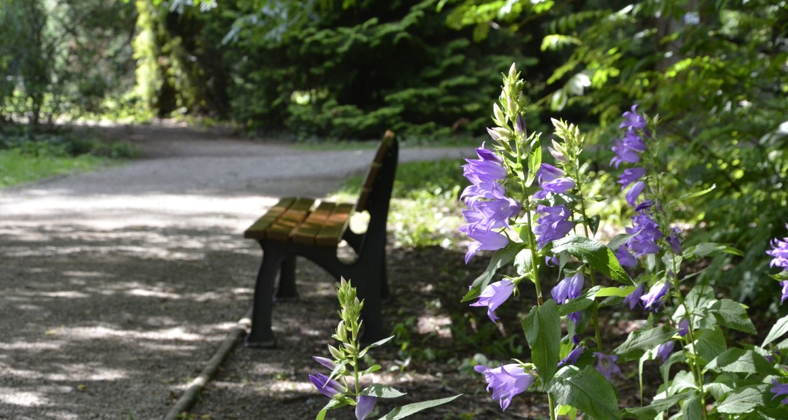 Foto von einer Parkbank im Alten Botanischen Garten