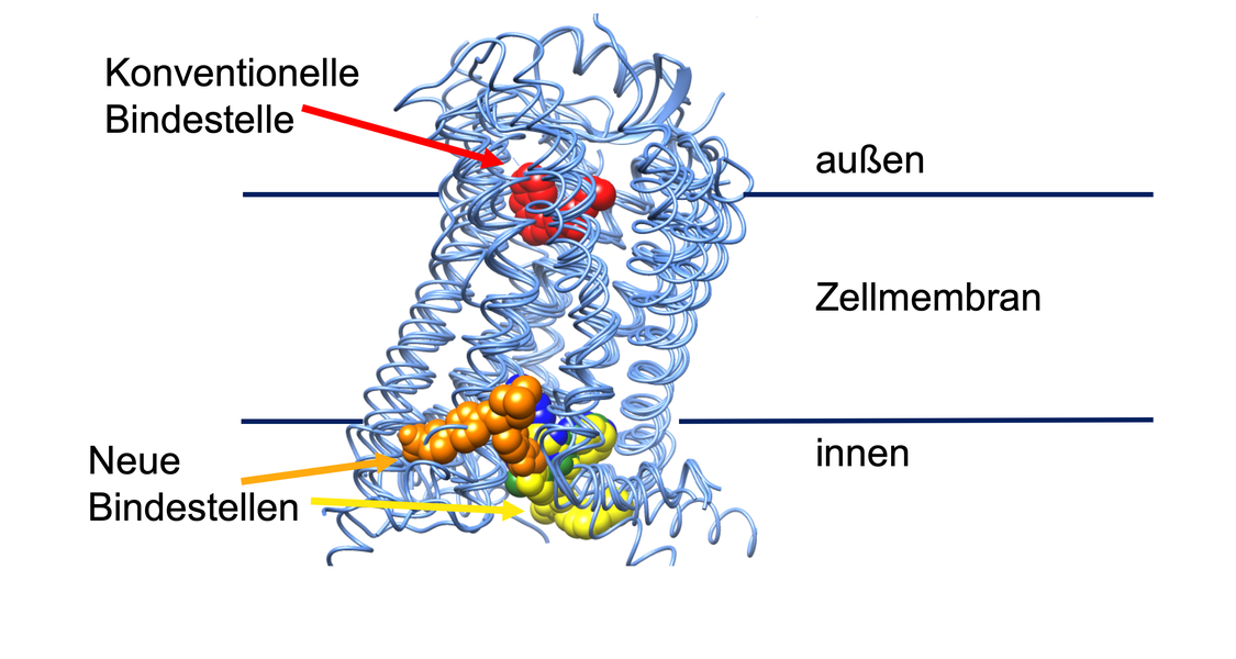 schematische Abbildung, konventionelle Bindestellen eher an Außenseite der Zellmembran, neue Bindestellen eher an Innenseite der Zellmembran