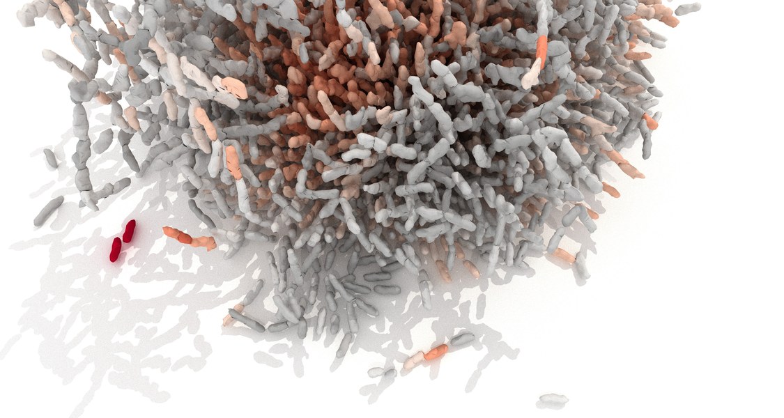Schematische Darstellung des Biofilms von vibrio cholerae