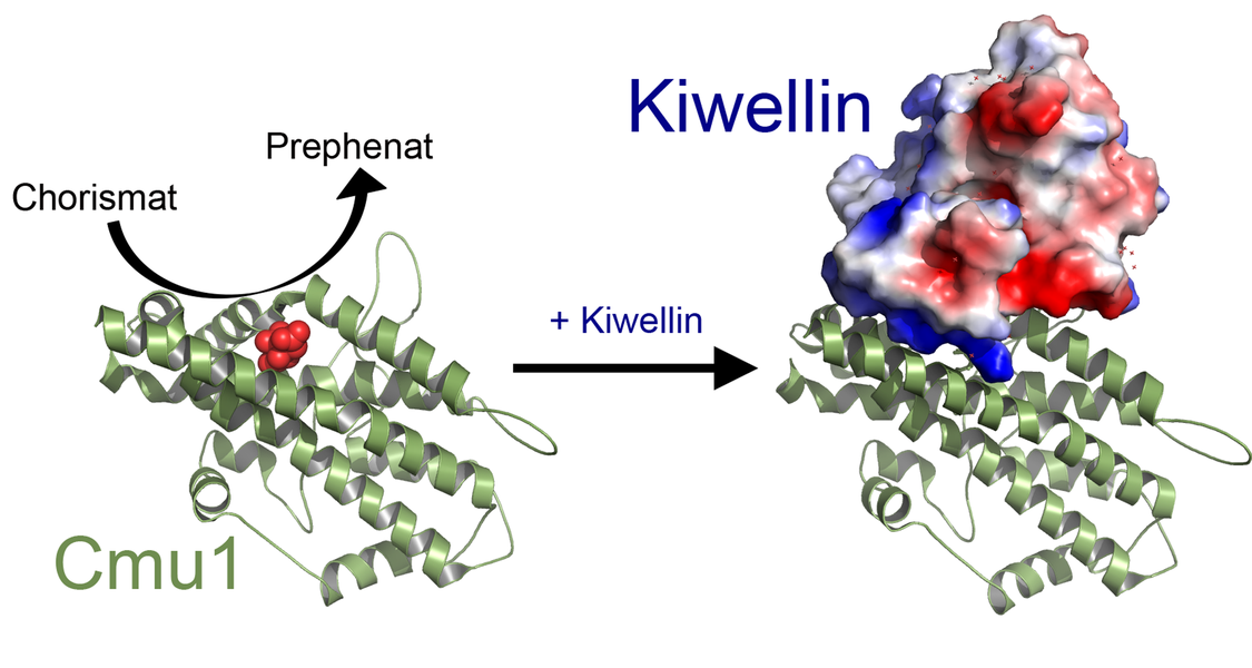 schematische Darstellung der Bildung von Kiwellin