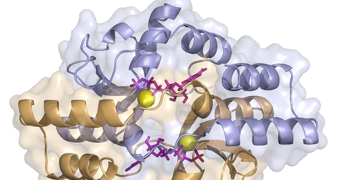 Das Schemabild zeigt die dreidimensionale Gestalt eines Proteins der ParB-Familie. Die CTP-Moleküle sind in violett eingezeichnet. Die beiden durch CTP verbundenen Proteinketten sind in blau und orange dargestellt. Magnesium-Ionen sind in gelb gezeigt.