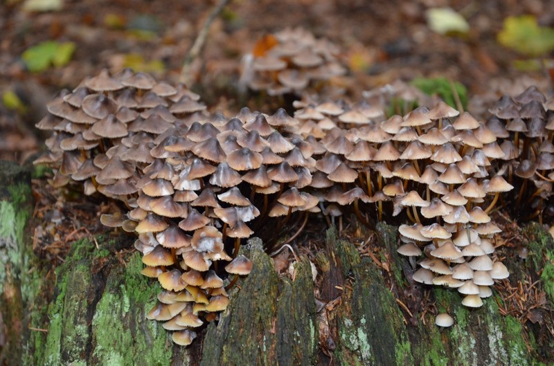 Fotos von Pilzen im Totholz