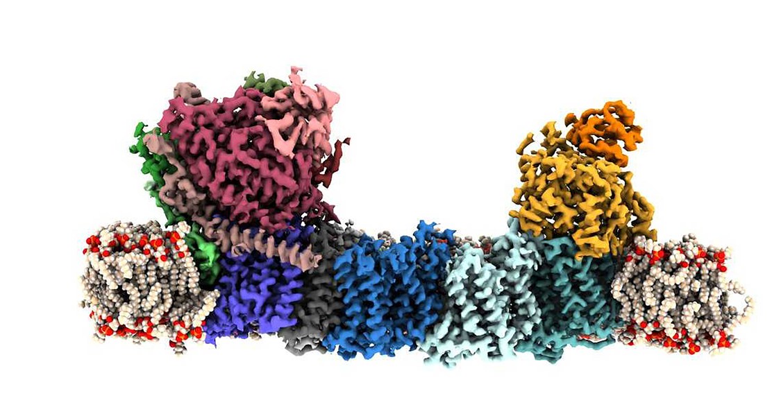 Abbildung von cyanobakteriellen membranständigen Kohlensäureanhydrasen