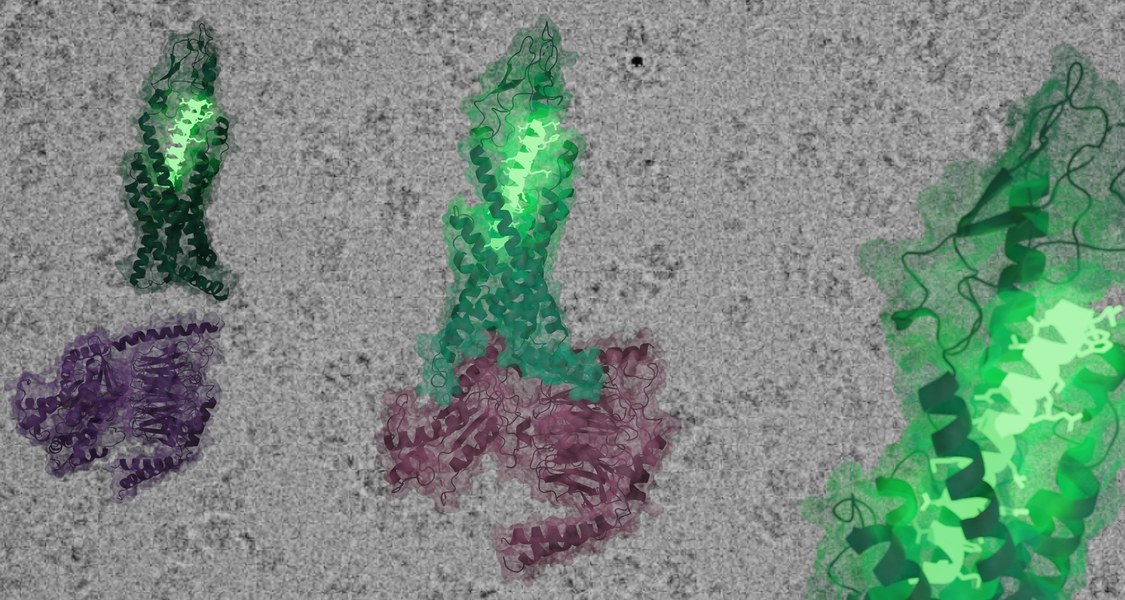 Die Struktur des Glucagon-Rezeptors (grün) in inaktivem (links) und aktiviertem Zustand (Mitte) vor einer Kryo-Elektronenmikroskopischen Aufnahme, die zur Strukturaufklärung genutzt wurde. Das grün leuchtende Kettenmolekül stellt das Glucagon-Hormon dar, das nachgeschaltete G-Protein ist violett abgebildet. (Illustration: Dr. Daniel Hilger)