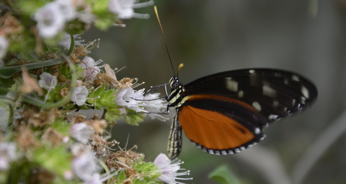 Geflügelte Besucher des Marburger Botanischen Gartens bilden eines der Themen im aktuellen Marburger Unijournal.