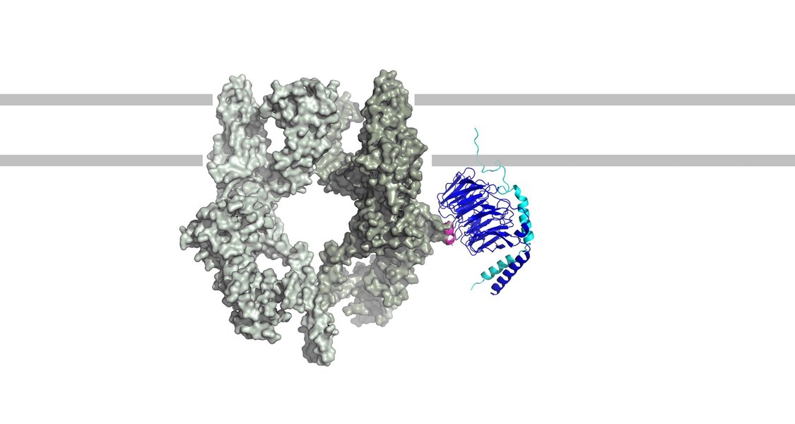 Wenn ein TRPM3-Kanal (links) und ein Gβγ-Protein (rechts) aneinander koppeln, führt dies zur Linderung von Schmerzen.