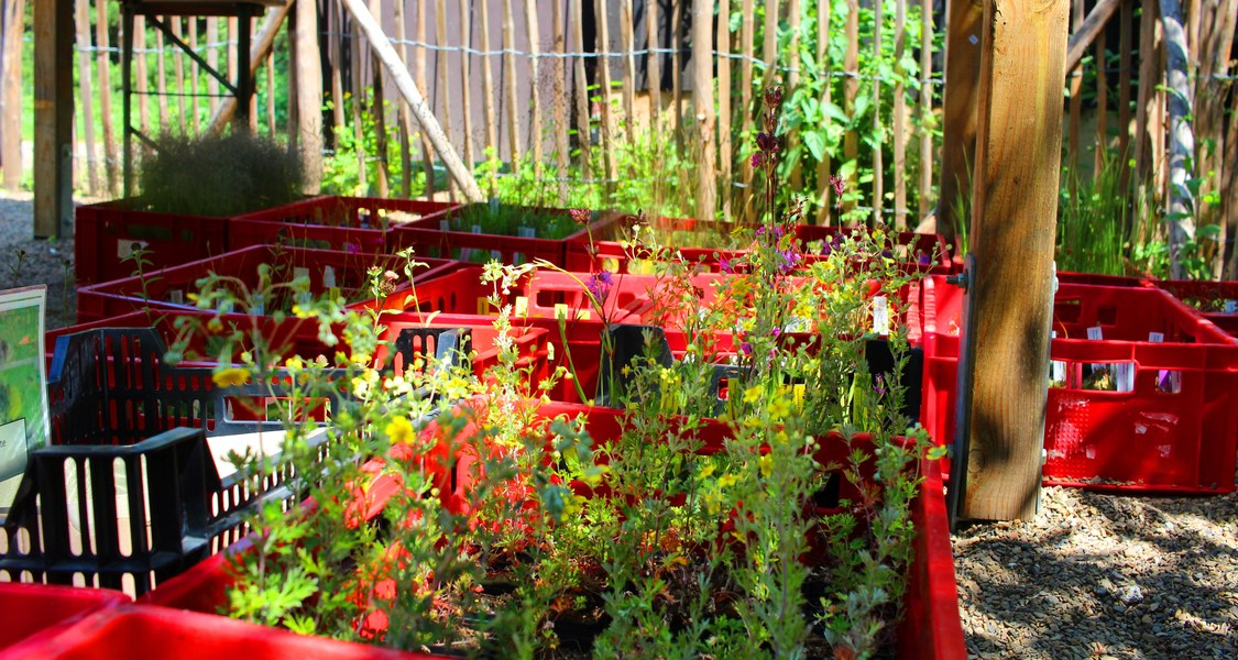 Blick auf Kästen mit Wildpflanzen in einem Unterstand im Alten Botanischen Garten Marburg