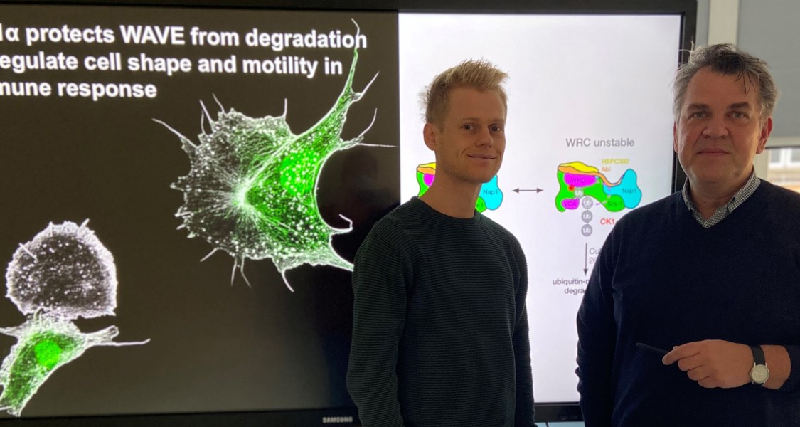 Die Marburger Zellforscher (von links) Alexander Hischhäuser und Sven Bogdan erklären die Wirkung des Enzyms CK1α: Eine Riesenfresszelle ohne CK1α ist auf dem Hintergrundbild durch ihre zackige Form deutlich von normalen Zellen desselben Typs zu unterscheiden. (Foto: Susanne Bamerny