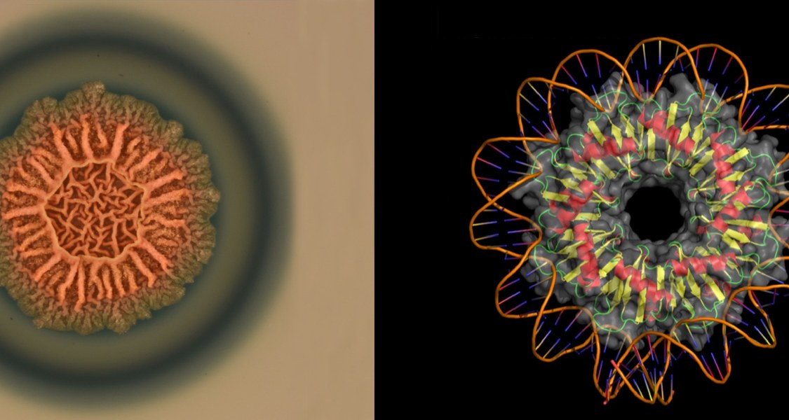 Das Bakterium Bacillus subtilis bildet Biofilme (links), wobei das Protein RemA (rechts) die beteiligten genetischen Prozesse steuert; das Modell zeigt RemA mit aufgewickelter DNA. (Foto: Dr. Patricia Bedrunka, Proteinmodell: Dr. Tamara Hoffmann