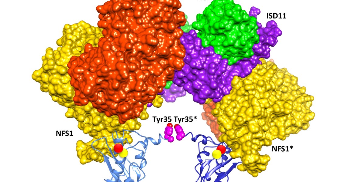 Die Bildung eines Eisen-Schwefel-Clusters wird durch einen Tyr35-Tyr35 Handschlag der zweier ISCU2 Proteine eingeleitet. Die ISCU2 Proteine mit gebundenem Eisen (rot) und Schwefel (gelb) sind an größere Komplexe angelagert, die die initialen Schritte der Eisen- und Schwefel-Anbindung katalysieren.