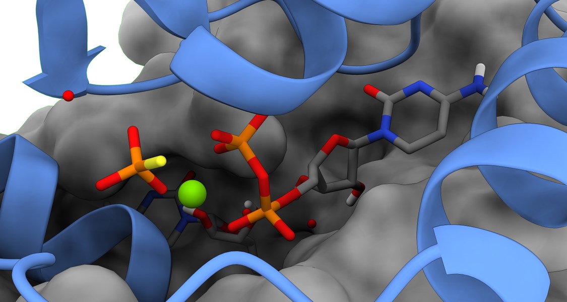 Die Abbildung zeigt das katalytische Zentrum von ParB nach Ablaufen der CTP-Hydrolyse. Die Hydrolyseprodukte CDP und Phosphat sind als Stabmodell, ein katalytisches Magnesium-Ion als grüne Sphäre dargestellt. Die molekulare Oberfläche einer der beiden Untereinheiten des ParB-Dimers ist in grau gehalten. Die zweite Untereinheit ist schematisch in blau gezeigt.
Copyright: Max Planck Institute für terrestrische Microbiology/Osorio-Valeriano