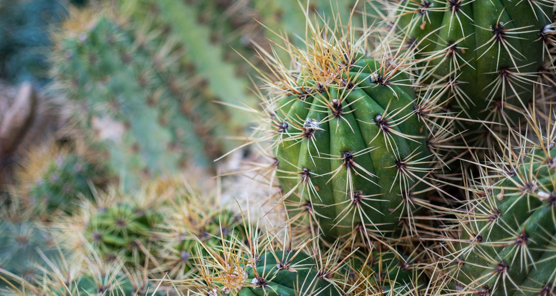 Foto von Kakteen im Botanischen Garten