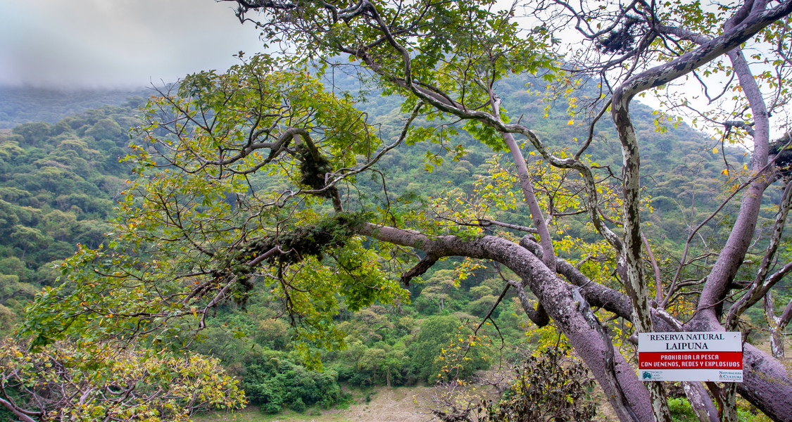 Baum in einem Trockenwald