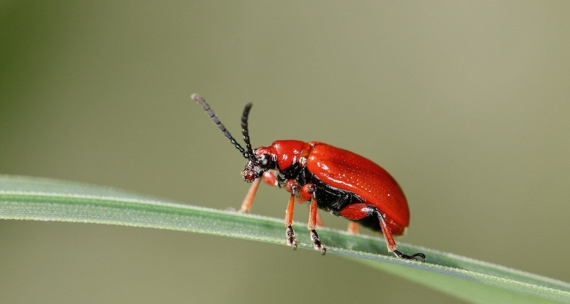 Käfer auf einem Maiglöckchen-Blatt