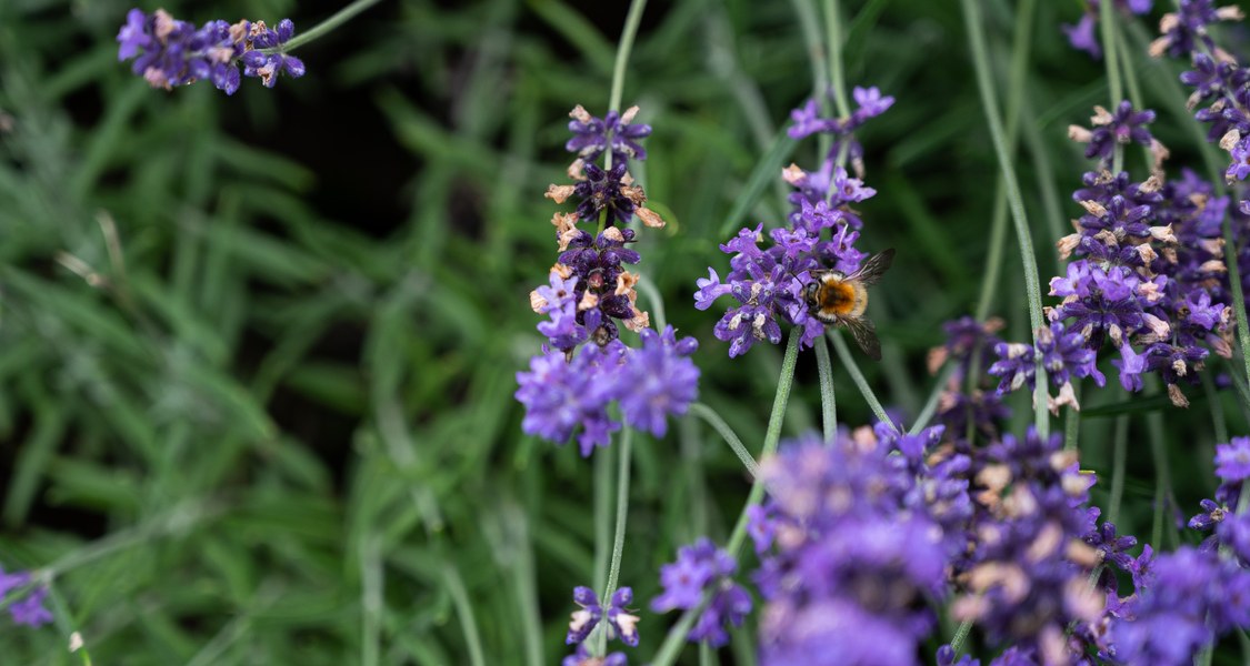 Foto einer Hummel auf eine Blume