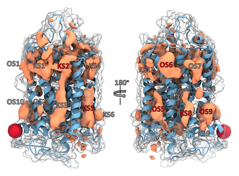 In der beispielhaften Darstellung eines GPCR-Proteins sind bereits bekannte (KS) sowie neu identifizierte Bindungstaschen (OS) verzeichnet, für die erst noch Kopplungspartner gefunden werden müssen. (Grafik: Janik Hedderich