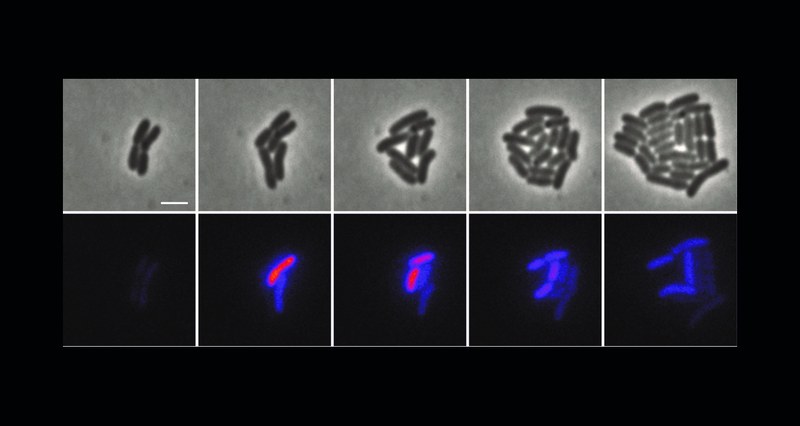Zeitraffer-Mikroskopieaufnahmen einer wachsenden Sinorhizobium meliloti-Kolonie. Die Fluoreszenzbilder zeigen die puls-artige Synthese jenes Enzyms, das die Signalmoleküle oder Autoinducer herstellt: Nach einem schnellen, vorübergehenden Anstieg in nur einer Zelle nimmt die Fluoreszenz durch Zellwachstum und -teilung stetig wieder ab. Der Zeitabstand zwischen den Bildern beträgt 80 Minuten, der Maßstab 2 µm. (Fotos: Vera Bettenworth