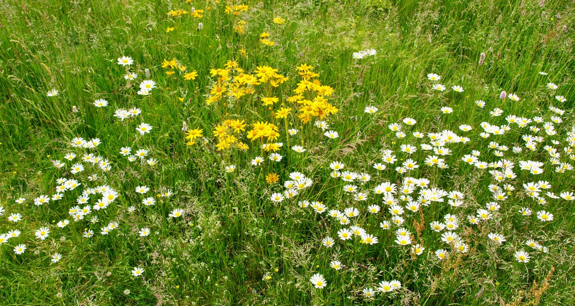 Foto von Arnica montana