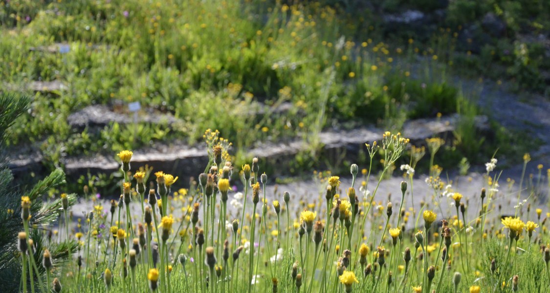 Foto von Blumen im Alpinum