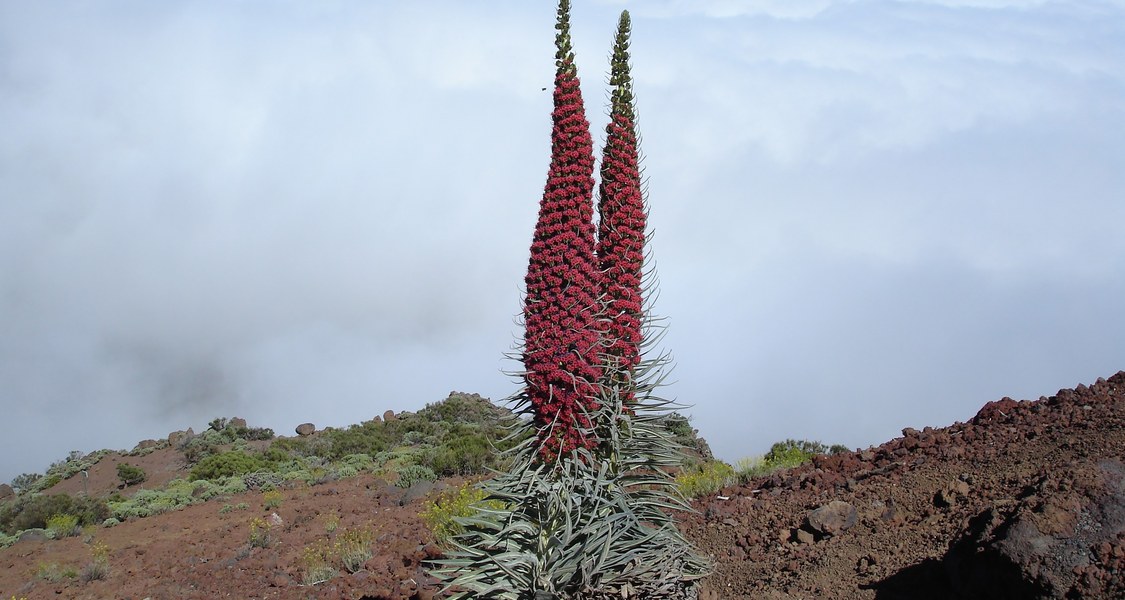 Eines der eindrücklichsten Beispiele für Verholzung auf den Kanarischen Inseln bietet Wildprets Natternkopf (Echium wildpretii subsp. Wildpretii). Die Art kommt ausschließlich auf den hochgelegenen Flanken des Vulkans Teide auf Teneriffa vor. (Foto: Frederic Lens