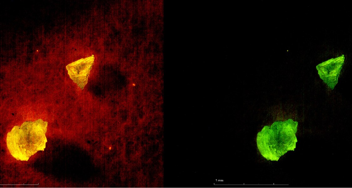 Plastikteile aus den Auenböden der Nidda leuchten unterm Mikroskop auf. Ein fachübergreifendes Forschungsteam aus Marburg barg den Kunststoff aus dem Boden. (Foto: Collin Weber
